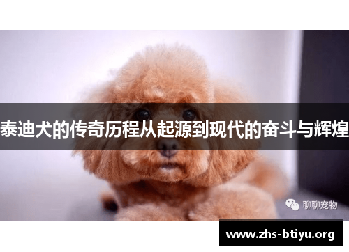 泰迪犬的传奇历程从起源到现代的奋斗与辉煌